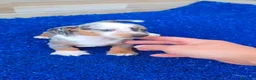 Teckel Miniatura perros en venta: Teckel miniaturas  - Anuncio 1