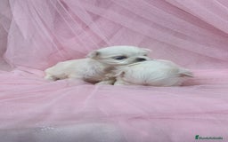 Bichón Maltés perros en venta: Bichón maltes ♂️♀️ - Imagen 6