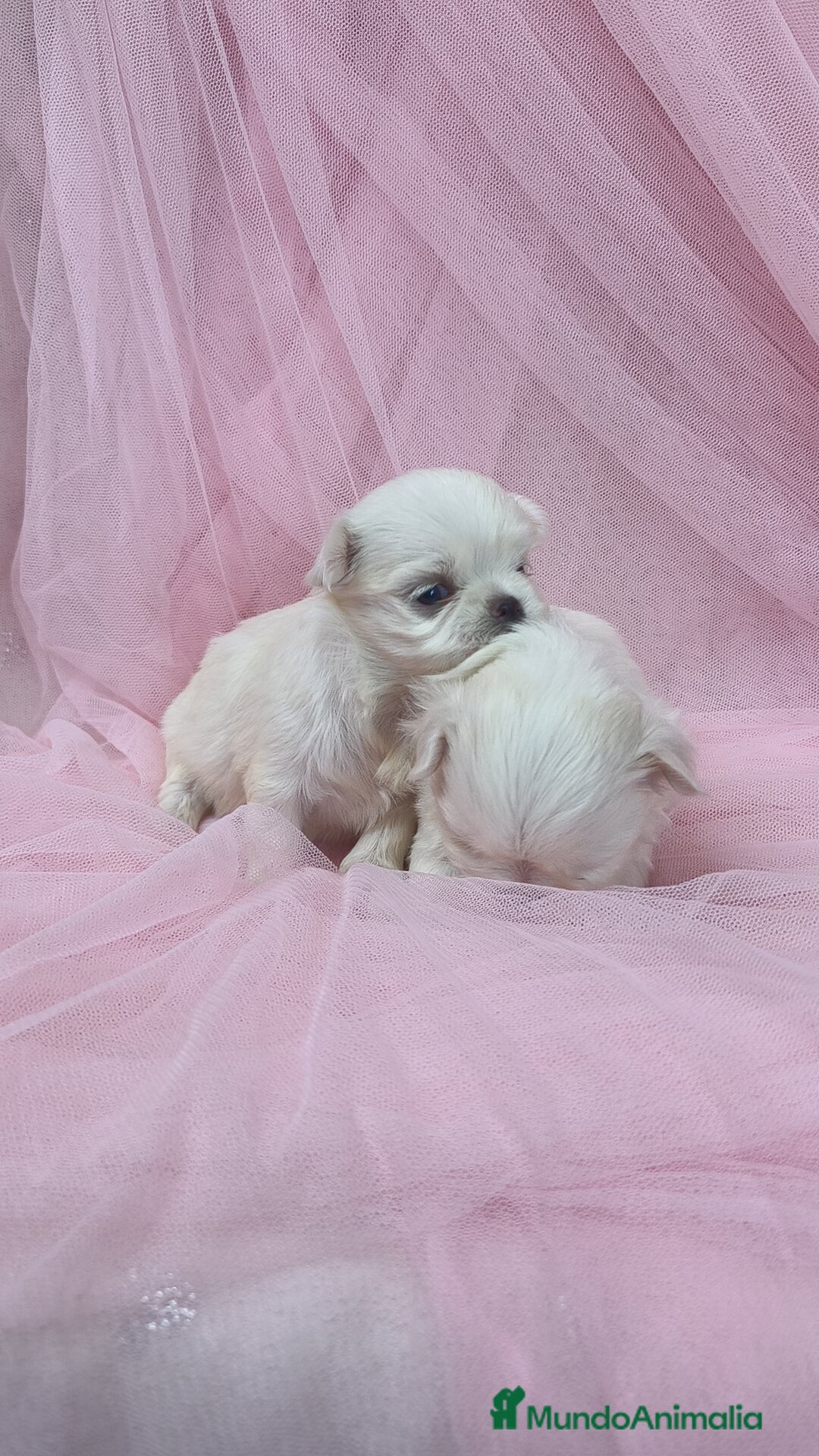 Bichón Maltés perros en venta: Bichón maltes ♂️♀️ - Imagen 6
