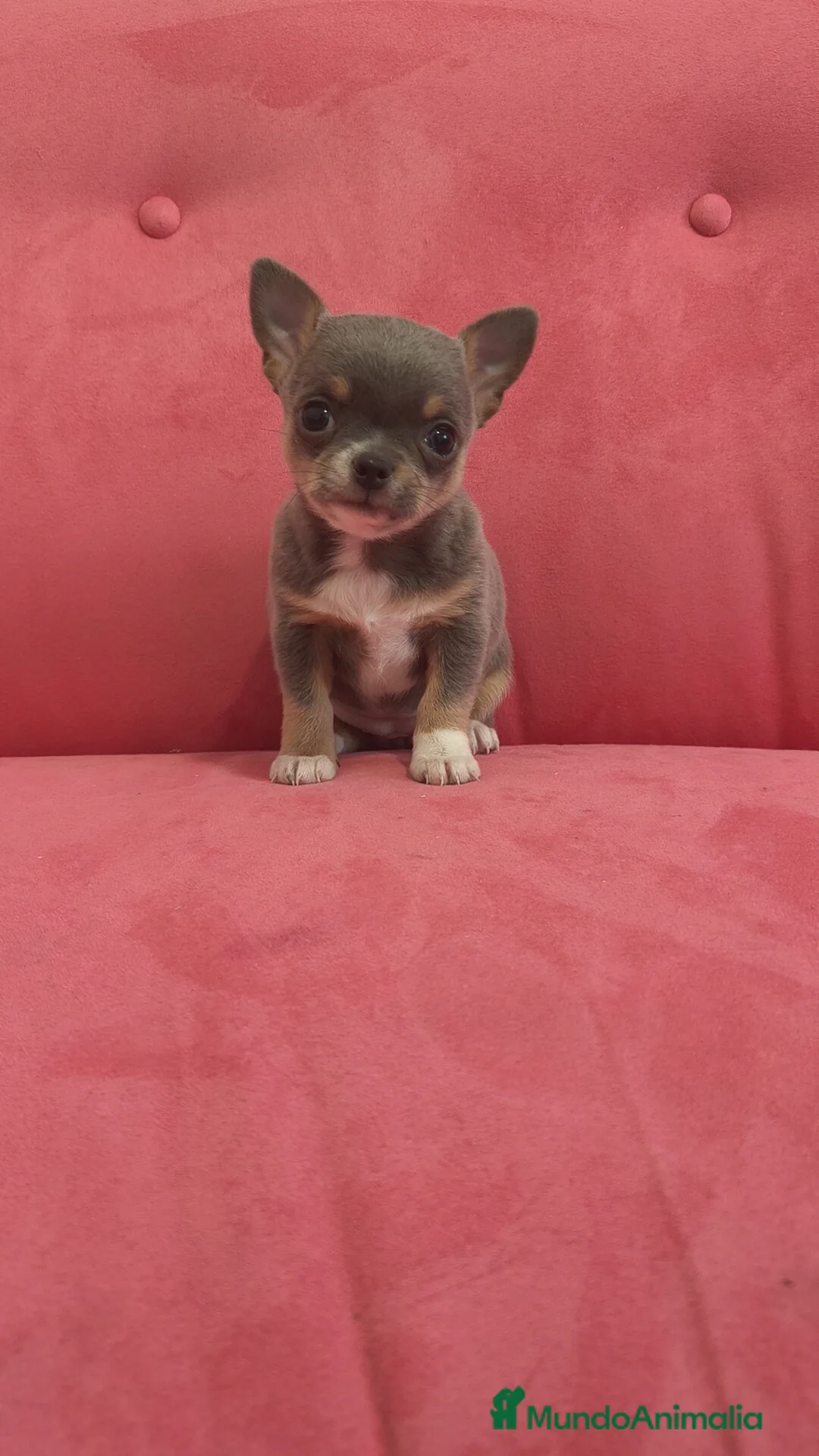 Chihuahua perros en venta: Chihuahua Toy Blue tricolor hembra especial  - Anuncio 7