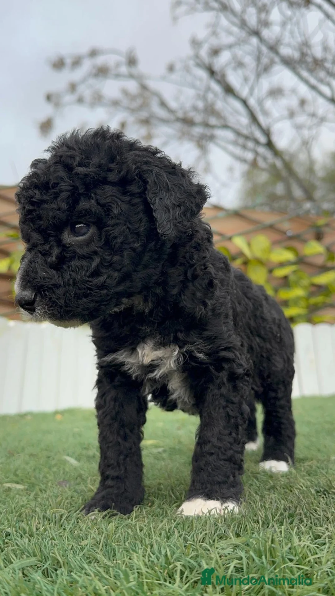 Perro de Agua Español perros en venta: PERRO DE AGUA ESPAÑOL  - Anuncio 9