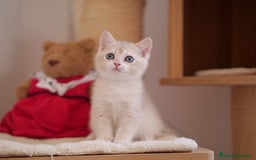 Británico de Pelo Corto gatos en venta: British blue golden  - Imagen 3