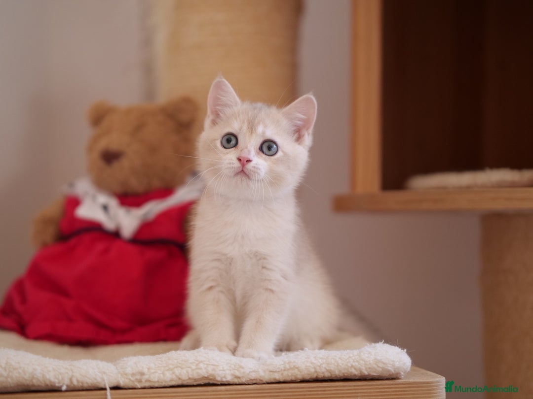 Británico de Pelo Corto gatos en venta: British blue golden  - Imagen 3