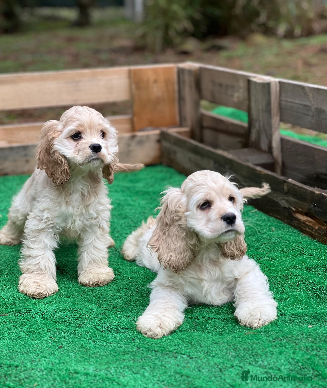 Cocker Spaniel Americano perros en venta: Cocker americano - Anuncio 2