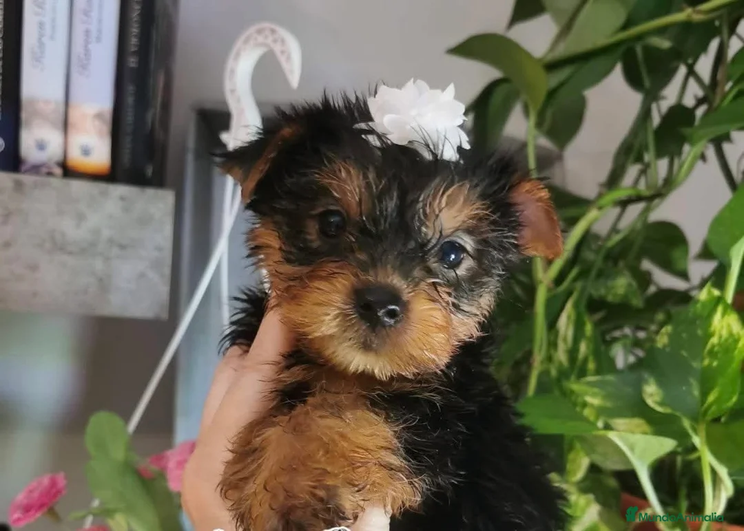 Yorkshire Terrier perros en venta: Yorkshire terrier - Anuncio 2