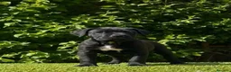 Cane Corso perros en venta: Impresionantes cane corsos maxima calidad - Anuncio 4