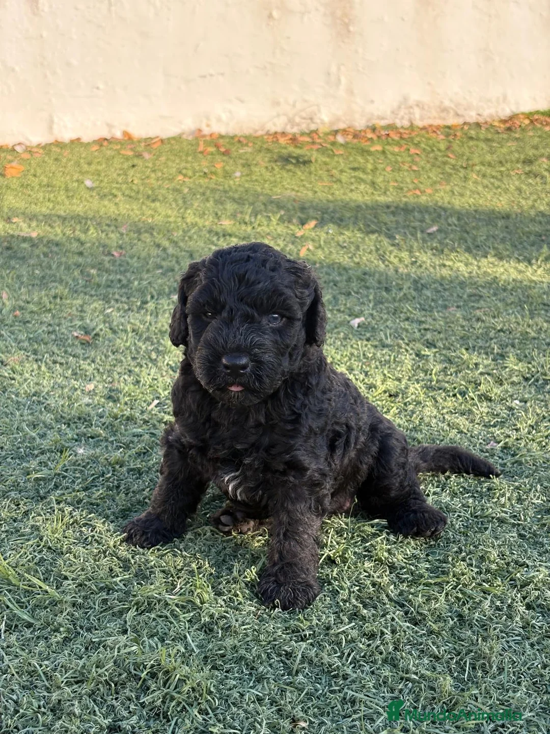 Perro de Agua Español perros en venta: PERRO DE AGUA - Anuncio 2