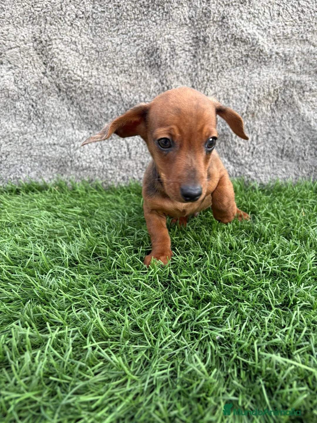 Teckel Miniatura perros en venta: Macho de Teckel Kaninchen Merle chocolate diluido - Anuncio 13