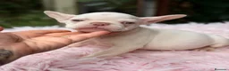 Bulldog Francés perros en venta: Bulldog francés ojos azules  - Anuncio 5