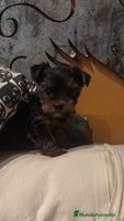Yorkshire Terrier perros Yorkshire toy en Tarragona - Anuncio 2