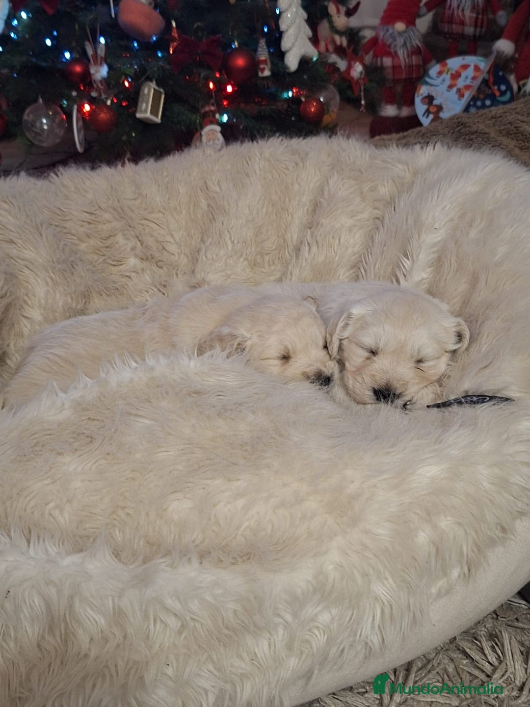 Golden Retriever perros en venta:  GOLDEN RETRIEVER ( 621123874 ) - Anuncio 4