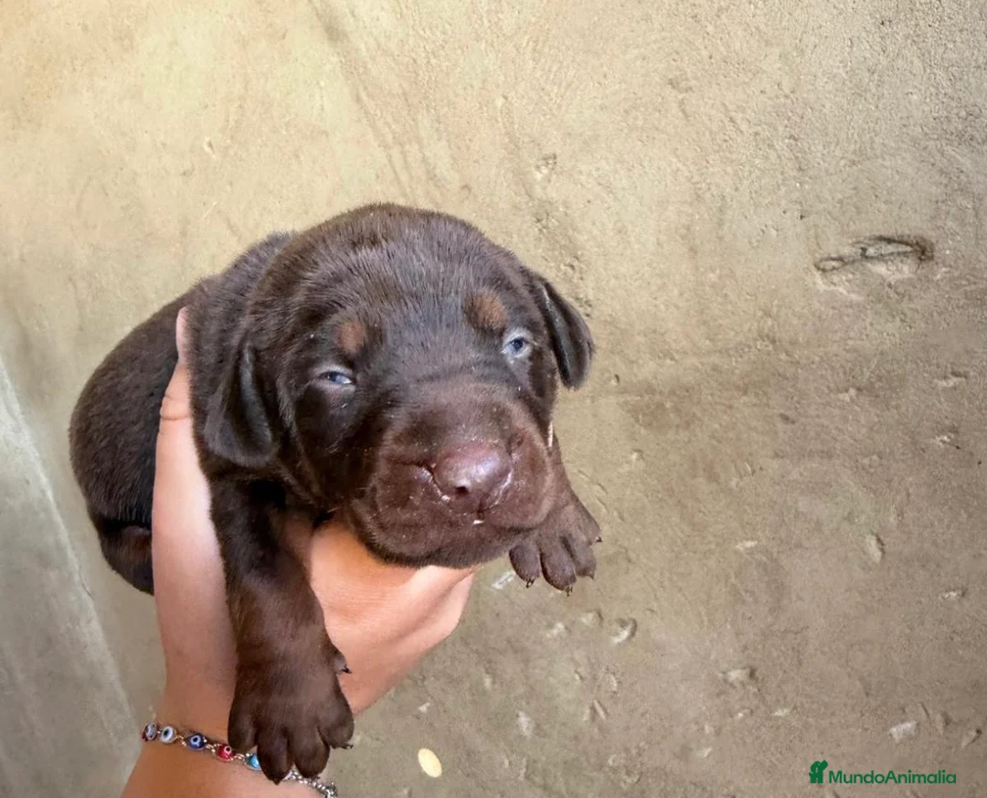 Dobermann perros en venta: Doberman chocolate diaponible en Cádiz - Anuncio 3