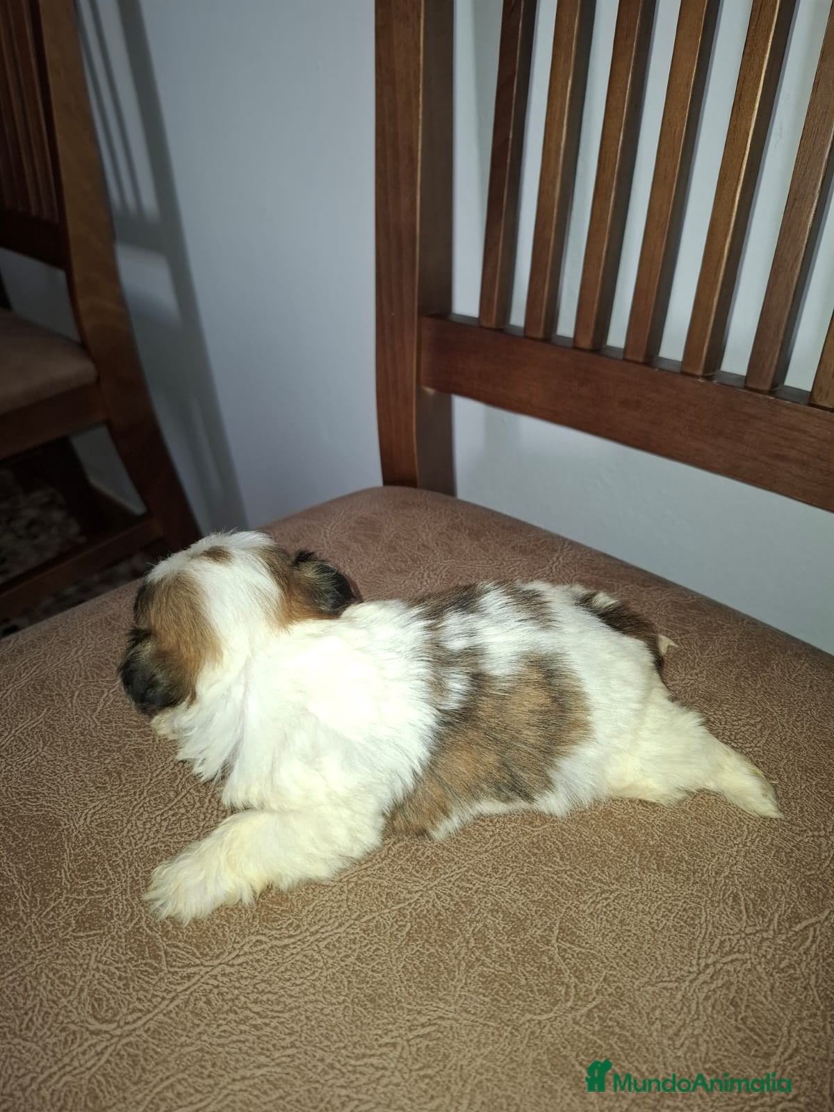 Shih Tzu perros en venta: Shih tzu - Anuncio 3