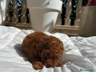 Caniche Toy perros Caniche Toy - Anuncio 1