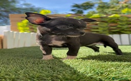 Chihuahua perros en venta: CHIHUAHUA HEMBRA - Imagen 1