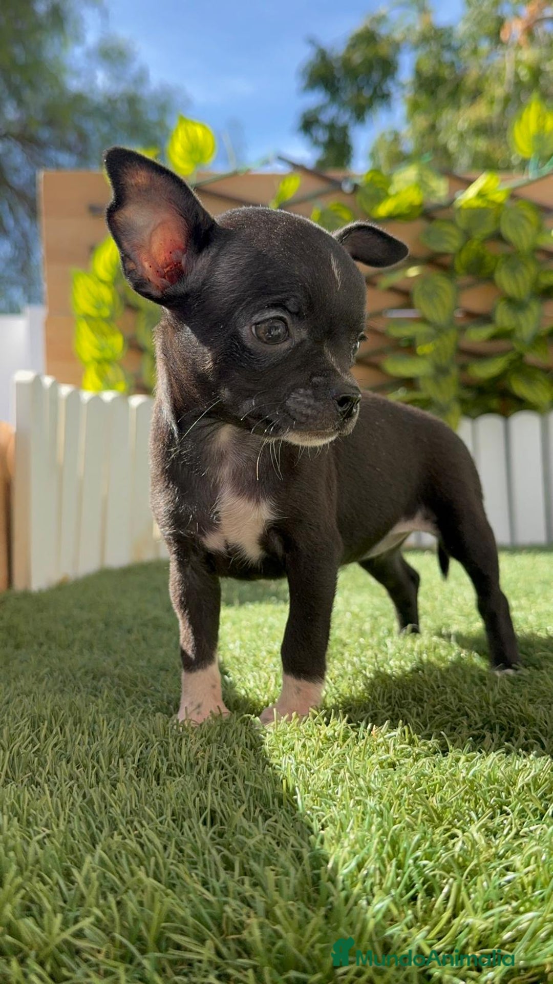 Chihuahua perros en venta: CHIHUAHUA HEMBRA - Imagen 1