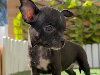 Chihuahua perros - Anuncio 28