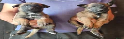 Pastor Belga Malinois perros en venta: Cachorros malinois - Anuncio 1