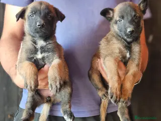 Pastor Belga Malinois perros Cachorros malinois - Anuncio 22