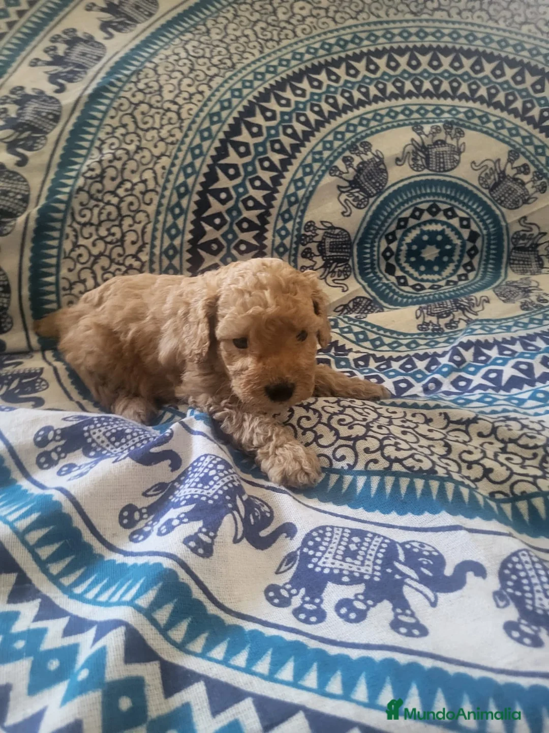 Caniche Enano perros en venta: Caniches en Barcelona - Anuncio 7