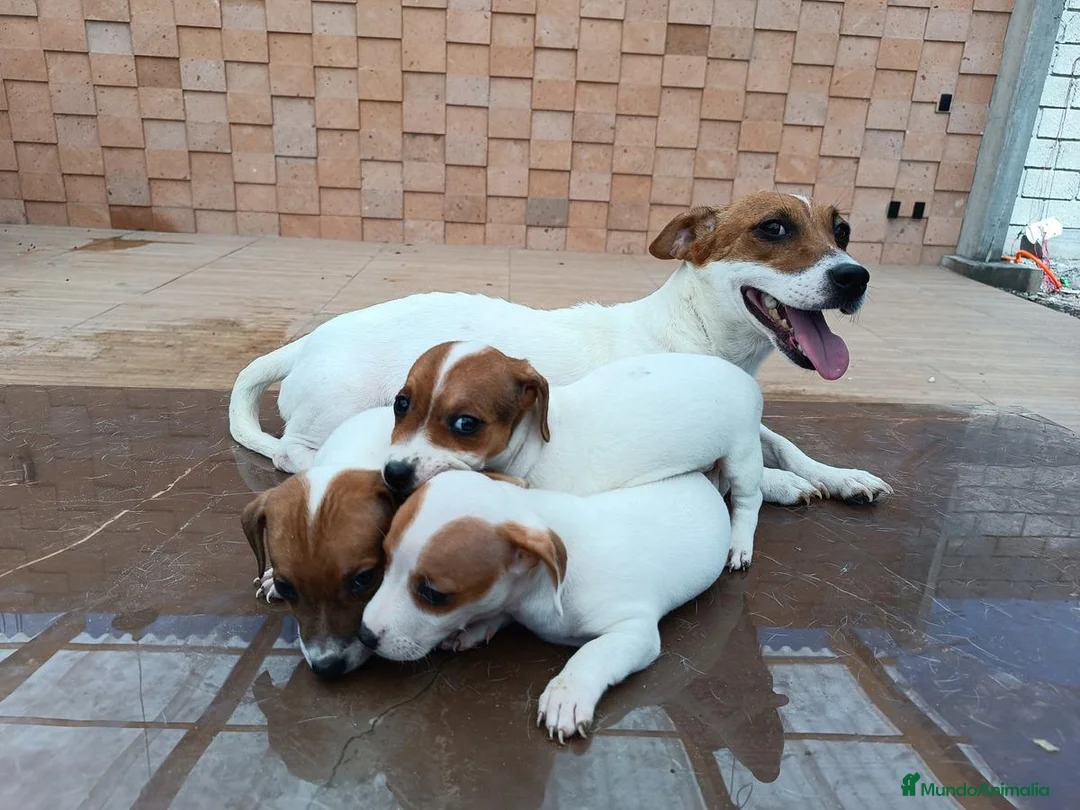 Jack Russell Terrier perros en venta: Puppies Jack Russell Terrier ! ! - Anuncio 3