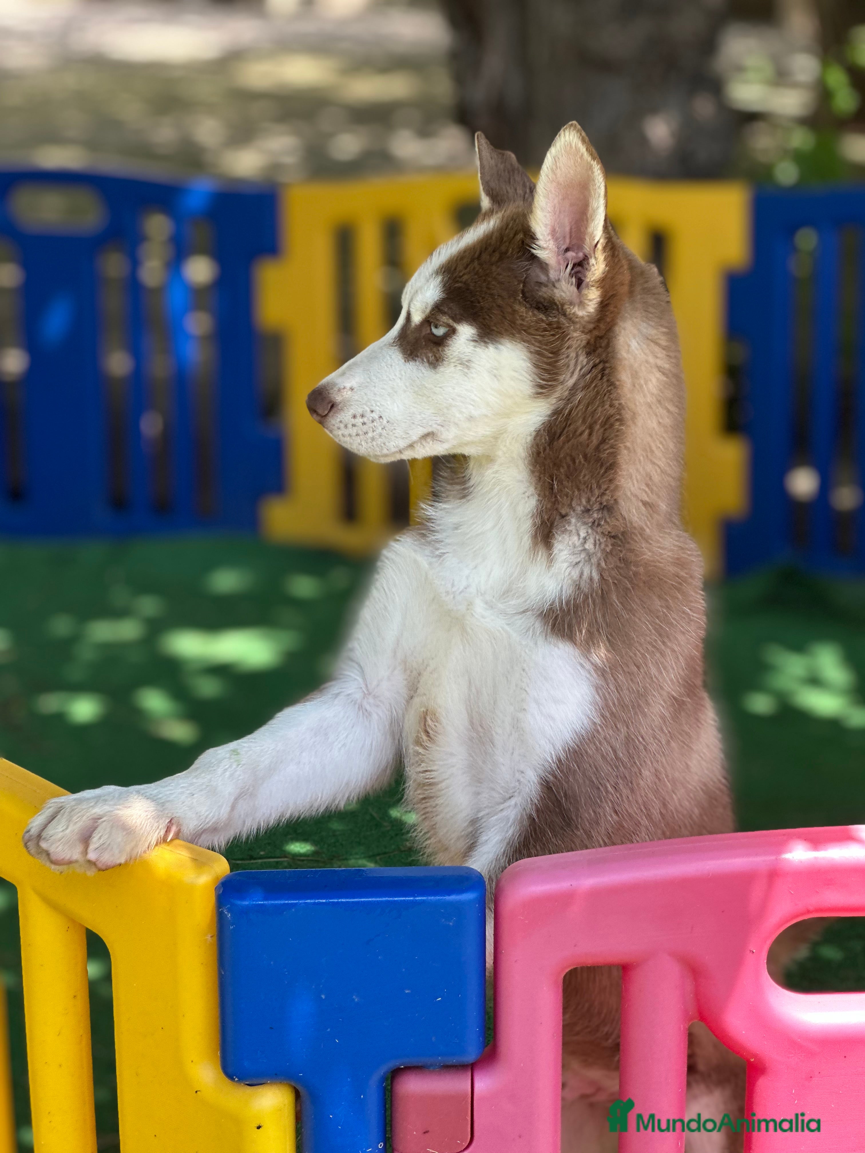Husky Siberiano perros HUSKY SIBERIANO ÚLTIMOS CACHORROS ECONÓMICOS  en Barcelona - Anuncio 10
