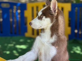 Husky Siberiano perros en Barcelona - Anuncio 8