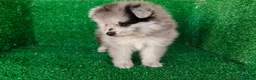 Pomerania perros en venta: pomerania - Anuncio 2