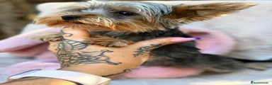 Yorkshire Terrier 1