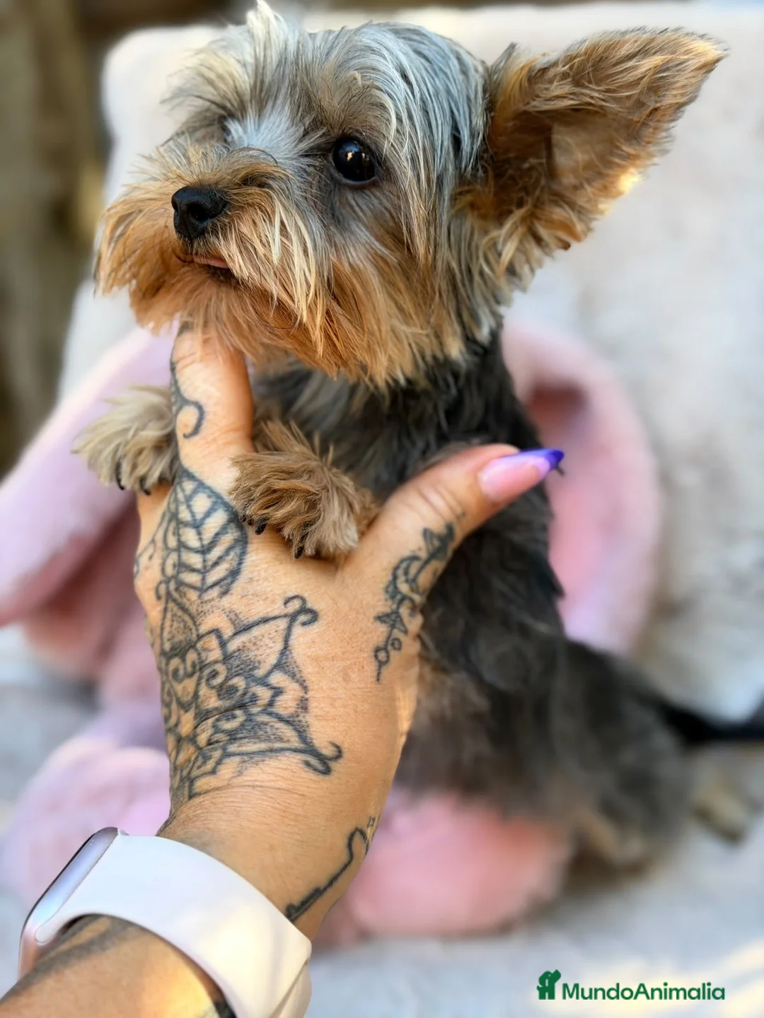Yorkshire Terrier perros en venta: Hembra yorkshire  - Anuncio 1