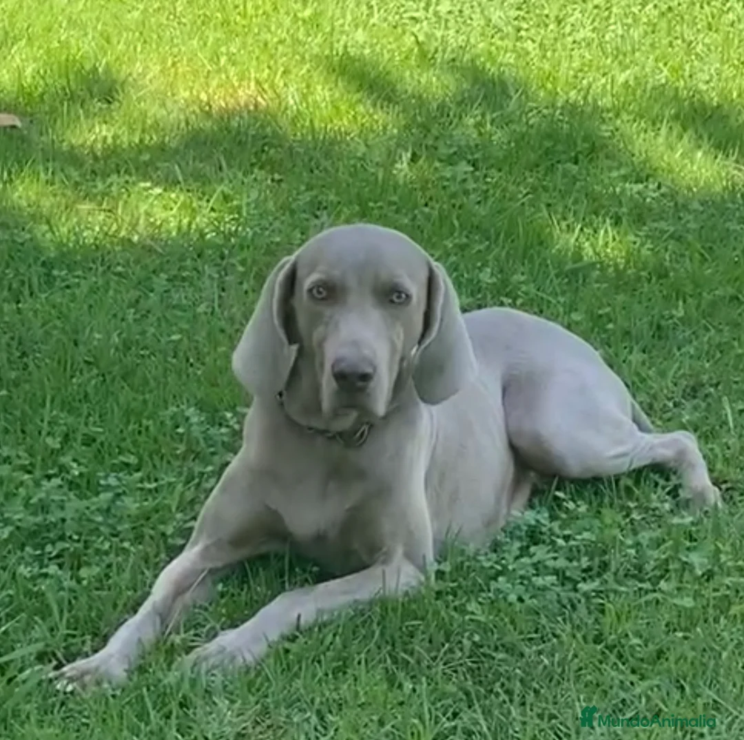 Imagen de galería {{count}}