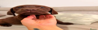 Labrador Retriever 2