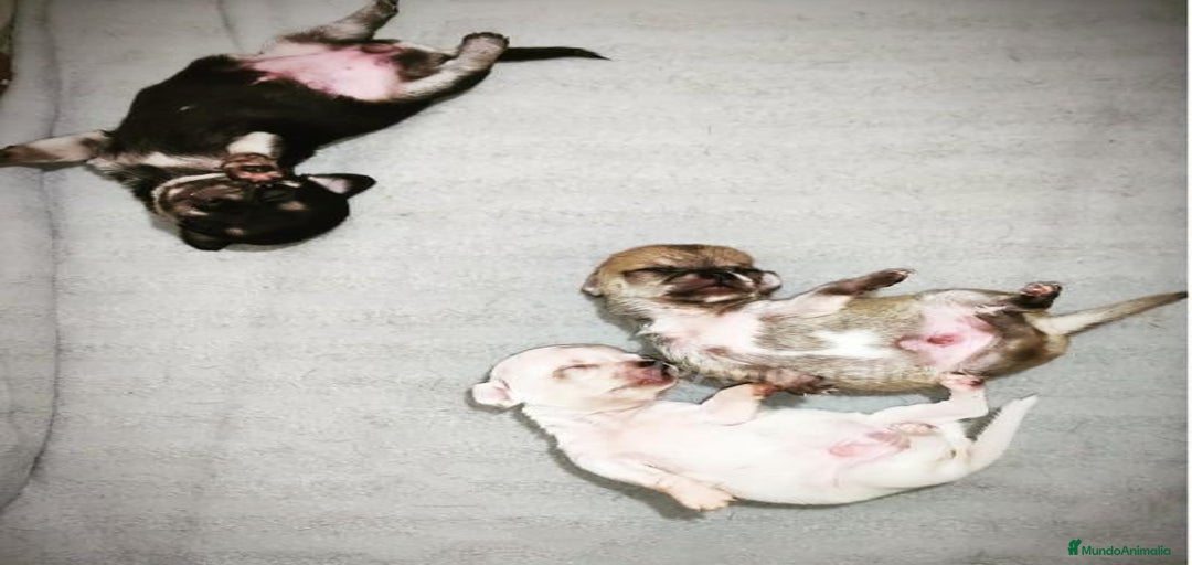 Imagen de galería {{count}}