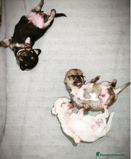 Imagen de galería {{count}}