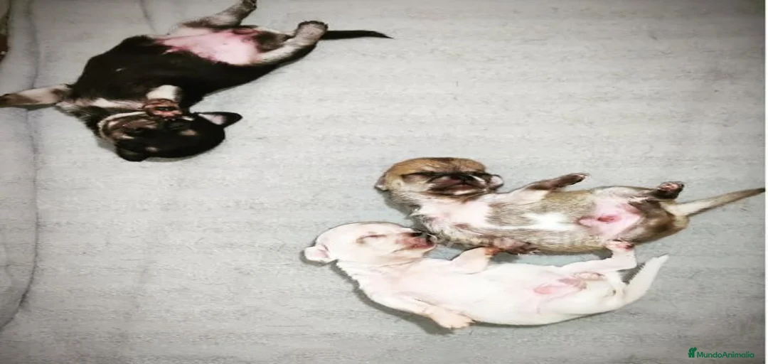 Imagen de galería {{count}}