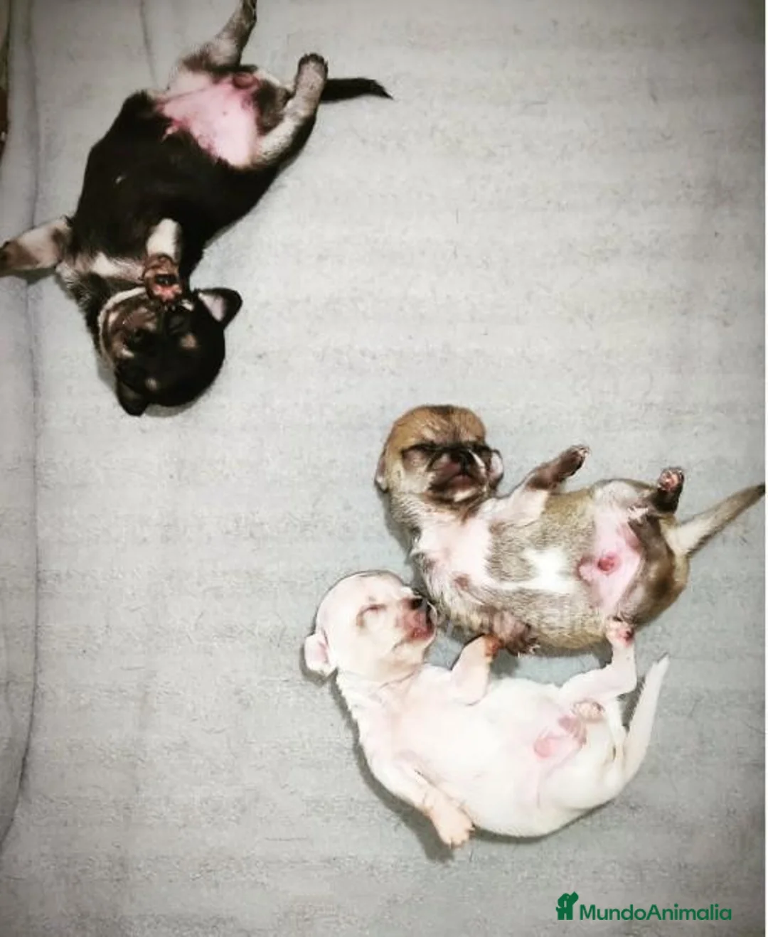 Imagen de galería {{count}}