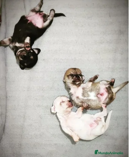 Imagen de galería {{count}}