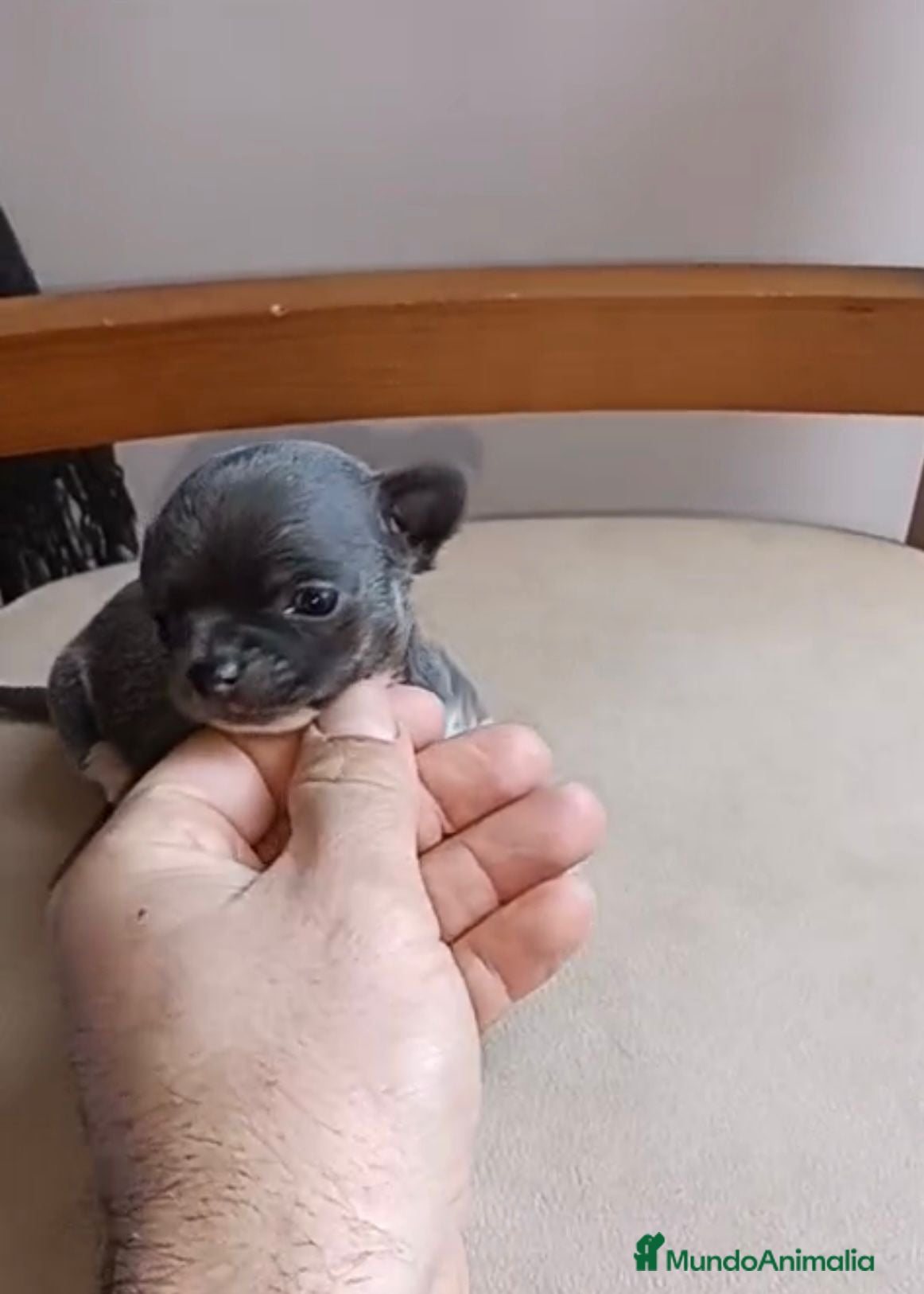 Chihuahua perros Chihuahua Mini toy blue - Anuncio 18