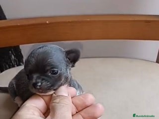 Chihuahua perros Chihuahua Mini toy blue - Anuncio 2