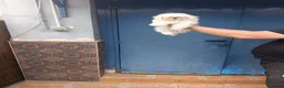 Bichón Maltés perros en venta: ‼️‼️PRECIOSA CAMADA DE BICHÓN MALTES COREANO TOY  - Anuncio 2