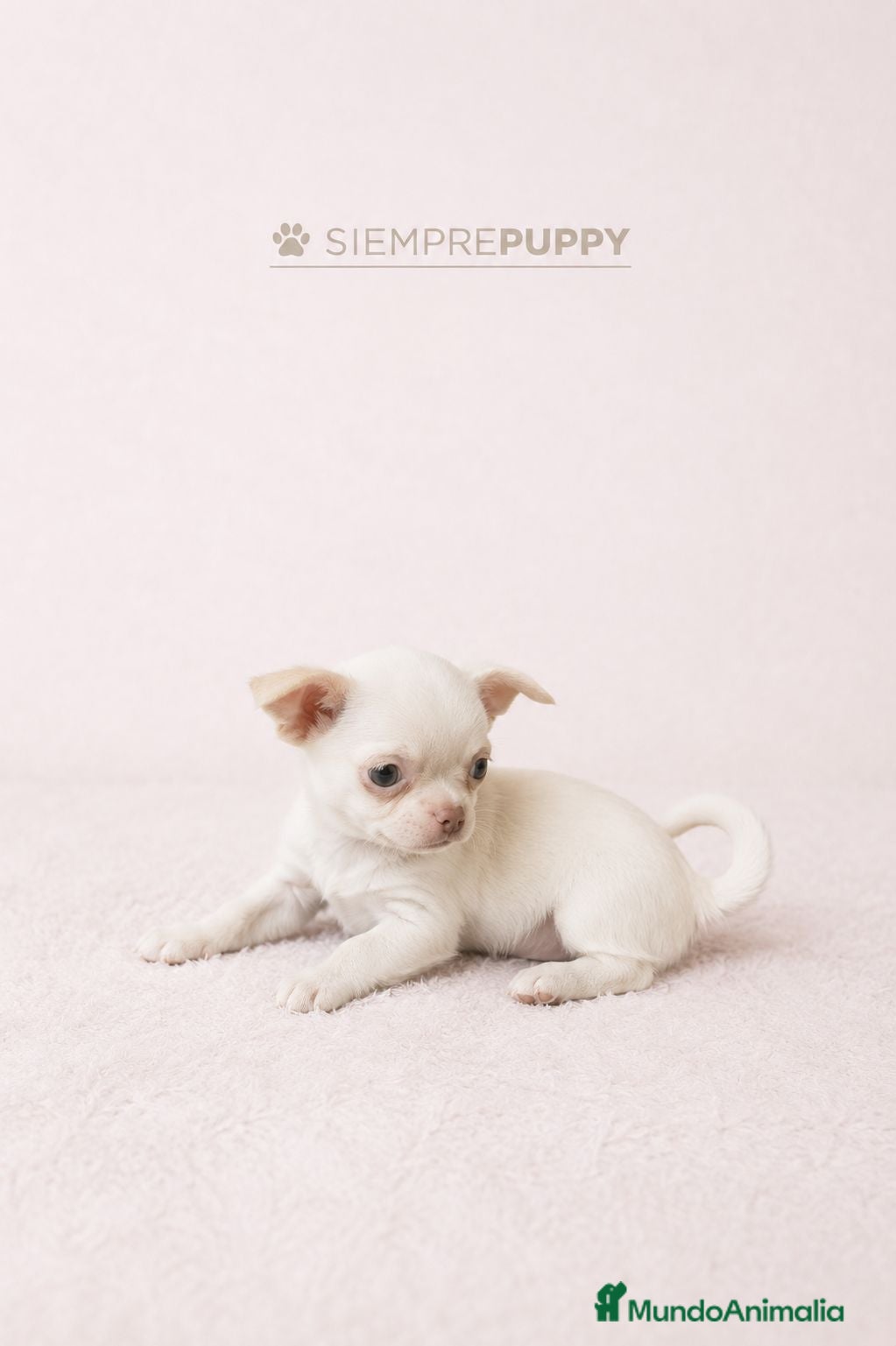 Chihuahua perros CHIHUAHUA BLANCO PERLA  - Anuncio 3