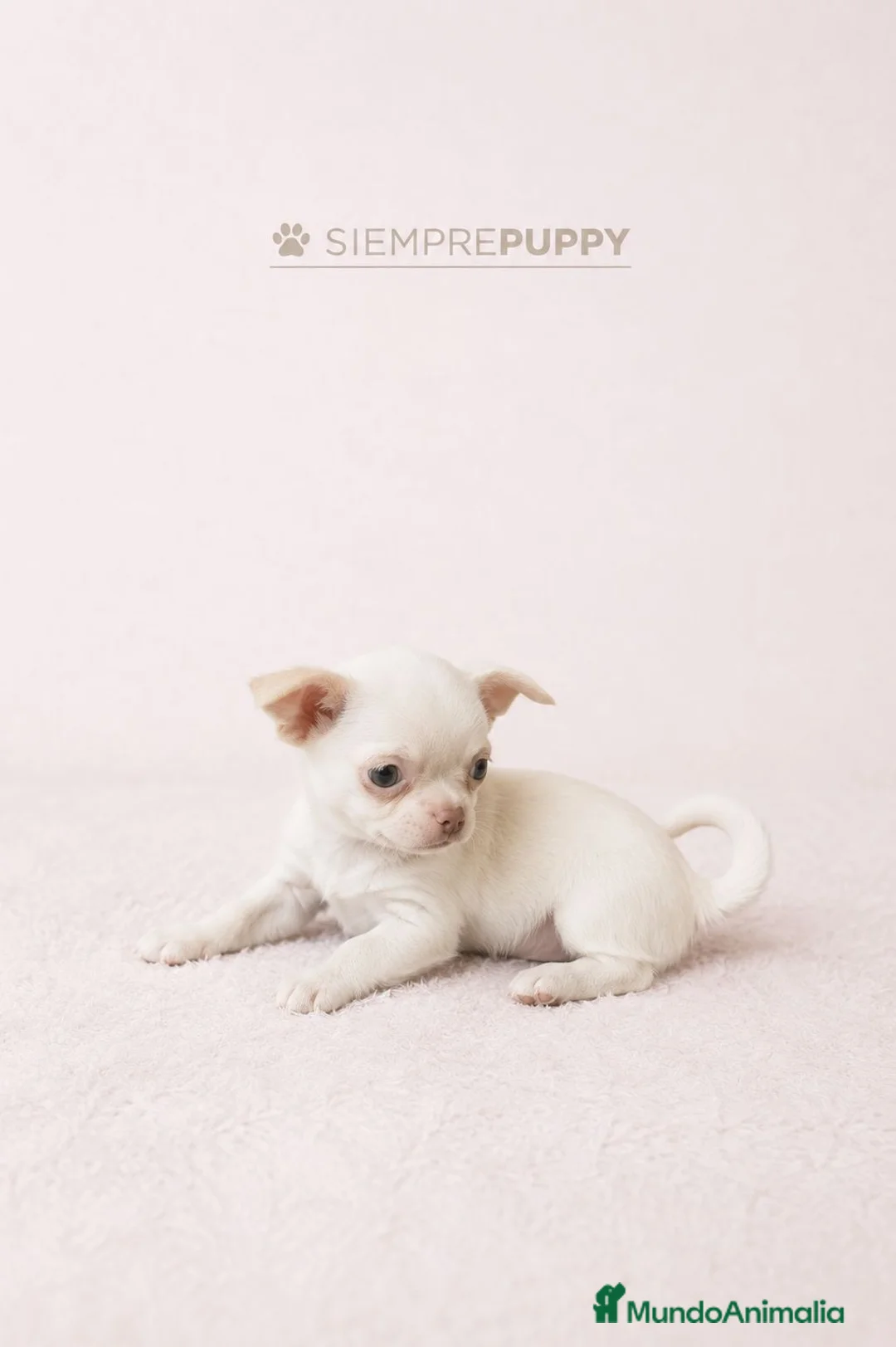 Chihuahua perros en venta: CHIHUAHUA BLANCO PERLA  - Anuncio 1