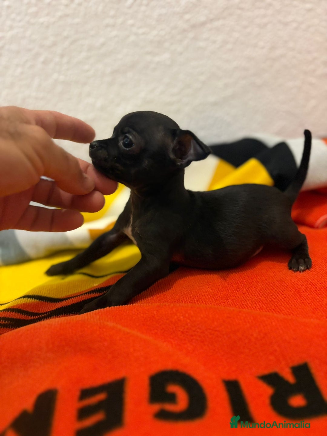 Chihuahua perros en venta: Chihuahua toy - Imagen 1