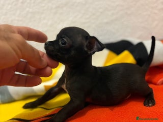 Chihuahua perros - Anuncio 16