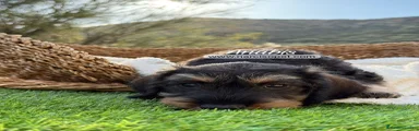 Teckel Miniatura Cachorro 4
