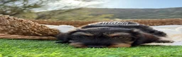 Teckel Miniatura perros en venta: TECKEL PELO DURO 2 MESES - Anuncio 2