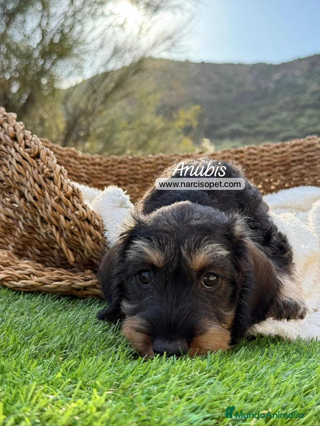 Teckel Miniatura perros en venta: TECKEL PELO DURO 2 MESES - Anuncio 2