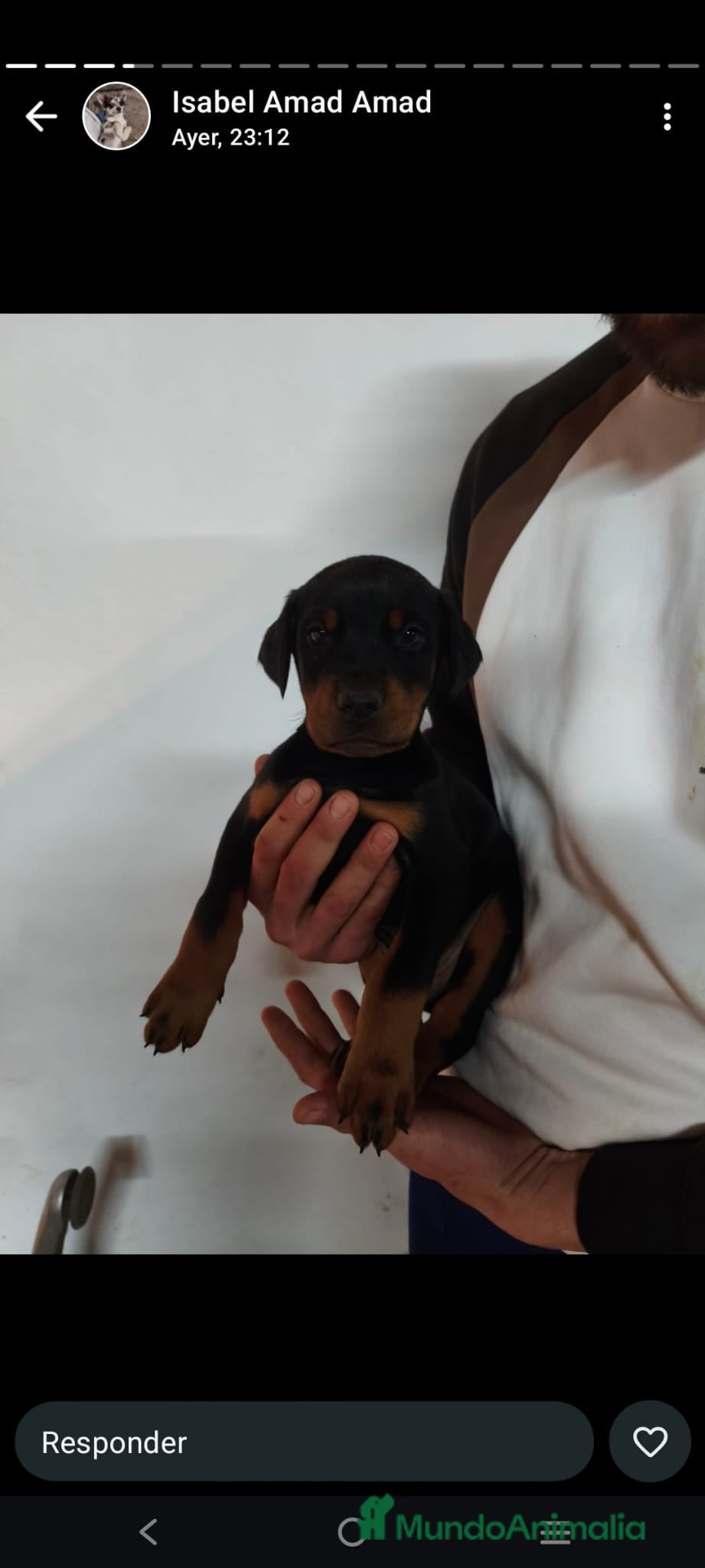 Dobermann perros Doberman  - Anuncio 2