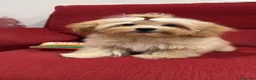 Shihpoo perros en venta: Yo Soy Fofito - Anuncio 5