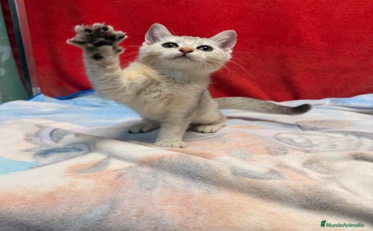 Británico de Pelo Corto gatos - Anuncio 1